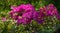 Bright pink Rhododendron Azalea close-up. Luxury colorful inflorescences of rhododendron in spring Arboretum Park