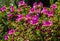 Bright pink Rhododendron Azalea close-up. Luxury colorful inflorescences of rhododendron in spring Arboretum Park