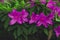 Bright pink rhododendron flowers close-up