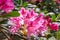 Bright pink Rhododendron hybridum Cosmopolitan blossoming flowers with green leaves in the garden in spring.