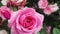 Bright pink rose blooming with moving little caterpillar at Queen Elizabeth Park in summer 2019