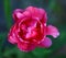 Bright pink rose closeup