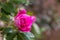 Bright pink rose closeup with blurred background