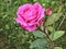 Bright  pink rose after rain  in summer park of Moscow