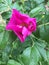 Bright pink rosehip flower in the buch