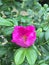 Bright pink rosehip flower in the buch