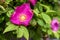 Bright pink rosehip flower in the garden