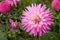 Bright Pink Semi Cactus Dahlia