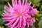 Bright Pink Semi Cactus Dahlia