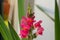 Bright pink snapdragon flowers in a yard