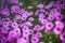 Bright pink spirea flowers field