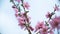 Bright pink spring flowers against a blue sky. Spring blooming of nectarine