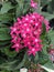 Bright pink star shaped ixora flowers