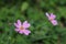 Bright pink starburst flowers