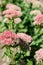 Bright pink Stonecrop or Sedum in bloom with a blurred green background. Bright autumn natural background on sunny day