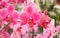 Bright pink stripy phalaenopsis