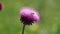 A bright pink thistle bloom with a working honey bee.