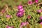 Bright Pink Trailing Ice Plant Flowers Delosperma cooperi