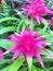Bright pink tropical bromeliad flowers