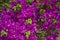 Bright pink tropical flowers. Thickets of bougainvillea. Fresh lush inflorescence in green foliage. Floral background.