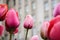 Bright pink tulips against blurry background city building urban beauty