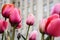 Bright pink tulips against blurry background city building urban beauty