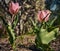 Bright pink tulips Tulipa in ancient photo-style. The focus lies on the left tulip