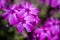 A bright pink variety of tall growing phlox