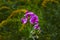 A bright pink vetch vicia in the sunlight