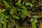 Bright pink water knotweed flower - Persicaria amphibia