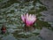 Bright pink water lily or lotus flower Marliacea Rosea bud in the morning dew. It opens against the dark green water of the pond.