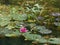 Bright pink water lily or nymph in autumn pond.