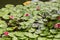 Bright pink water lily opened in the sun in a pond. Summer relax in a countryside.