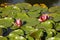 Bright pink water lily opened in the sun in a pond. Summer relax in a countryside.