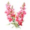 Bright Pink Watercolor Snapdragon Illustration On White Background