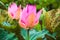 Bright pink waterlily buds. Lotus flowers