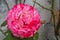 Bright Pink and White Bicolor Rose Against Gray Garden Wall