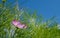 Bright pink and white, low maintenance cosmos flower. Photographed at the Royal Horticultural Society garden at Wis