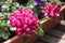 Bright pink and white striped trailing Pelargonium