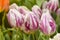 Bright pink and white tulips  many  multicolored beautiful  flowers