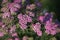 Bright pink yarrow on a dark blurry background. Selective focus.