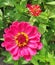 Bright pink Zinnia dahlia flower with yellow star details