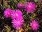 Bright pinkish-purple bloom of Eastern Pigface herb in sunlight