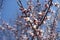 Bright pinkish white flowers of apricot against blue sky in April