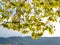 Bright platanus hispanica tree leaves backlit at sunset