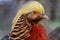 Bright plumage pheasant head