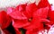 Bright poinsettia or christmas flower