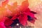 Bright poinsettia for the Christmas holiday season.