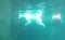 A bright polar bear swims in front of a ball underwater in a turquoise water