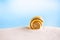 Bright polymita shell on white beach sand under the sun light